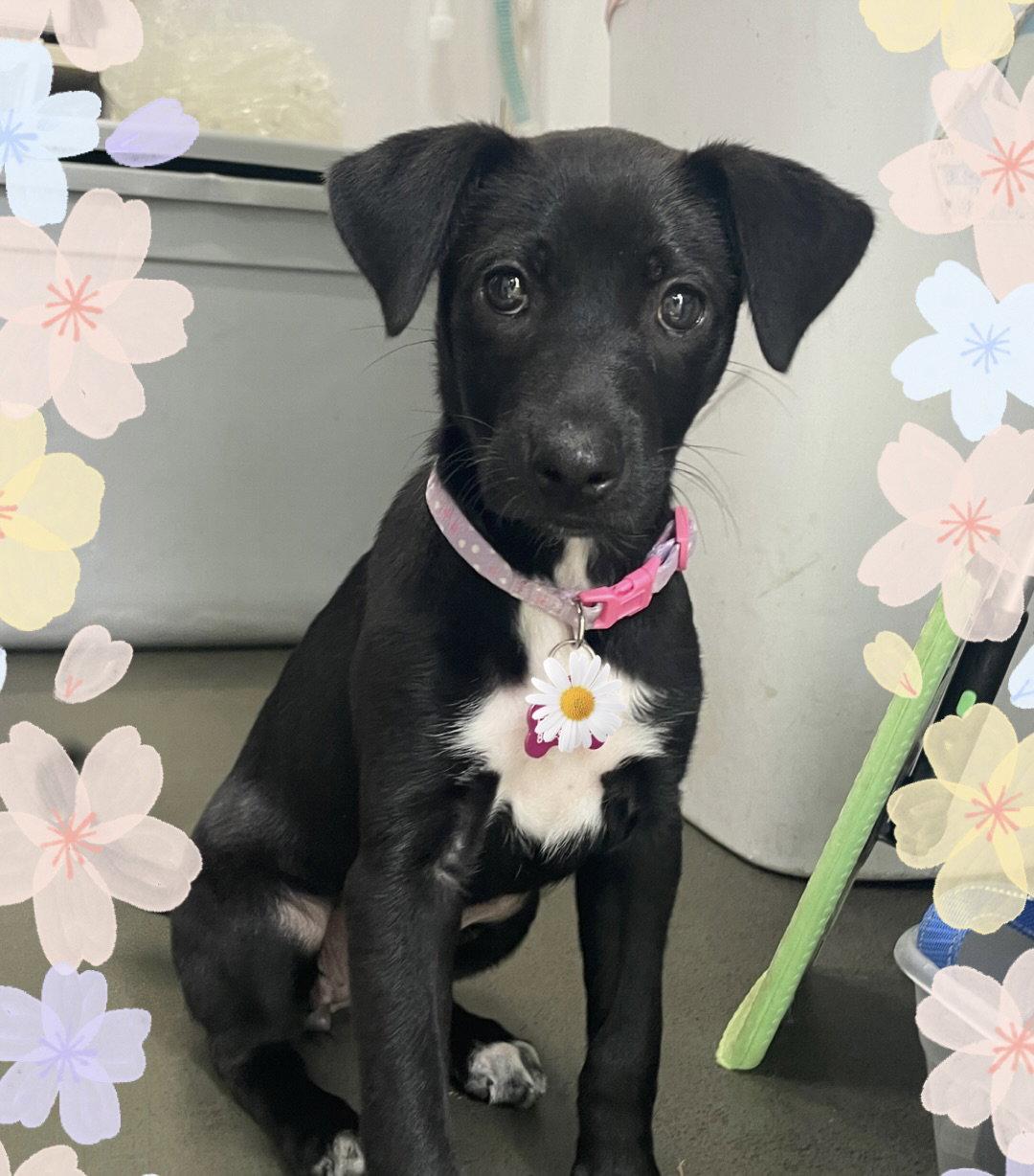 Enlarge Eclair, a Adoptable mixed breed in Mobile, AL image 2/2