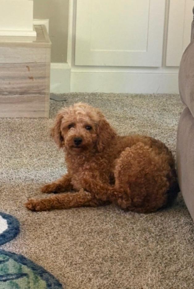 Becky with the Bangs, Adoptable, Adult Female Poodle.