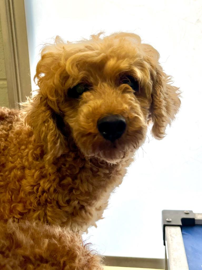 Enlarge Becky with the Bangs, a Adoptable Poodle in Auburn, IN image 2/2