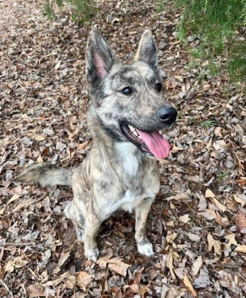 Raelya, Adoptable, Young Female Dutch Shepherd.