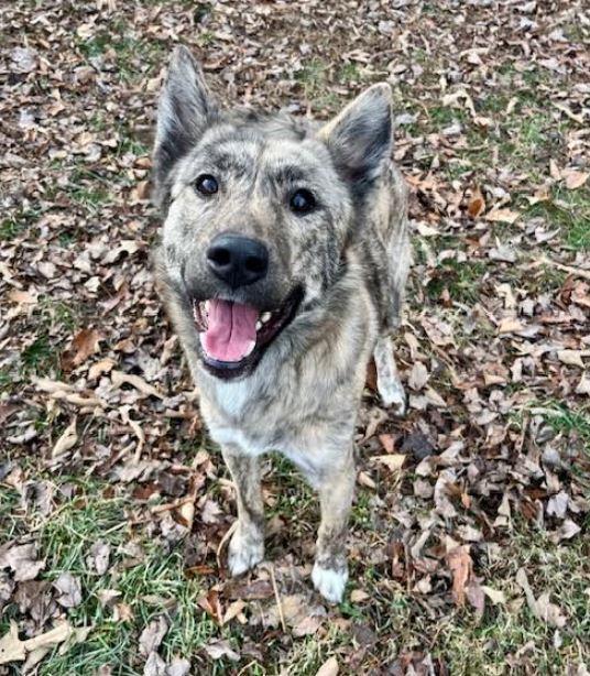 Enlarge Raelya, a Adoptable mixed breed in Mocksville, NC image 2/4