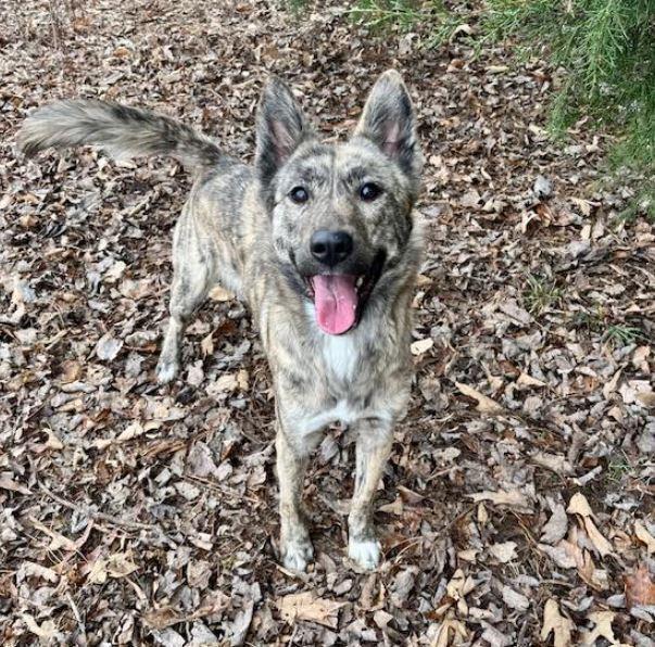 Enlarge Raelya, a Adoptable mixed breed in Mocksville, NC image 3/4