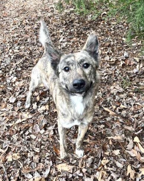 Enlarge Raelya, a Adoptable mixed breed in Mocksville, NC image 4/4