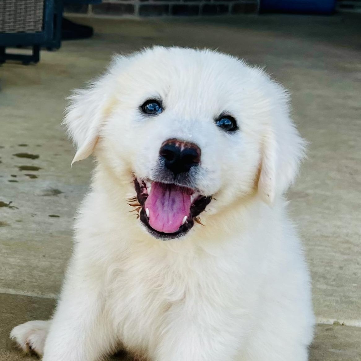 Enlarge Bam Bam, a ADOPTABLE mixed breed in Argyle, TX image 2/5