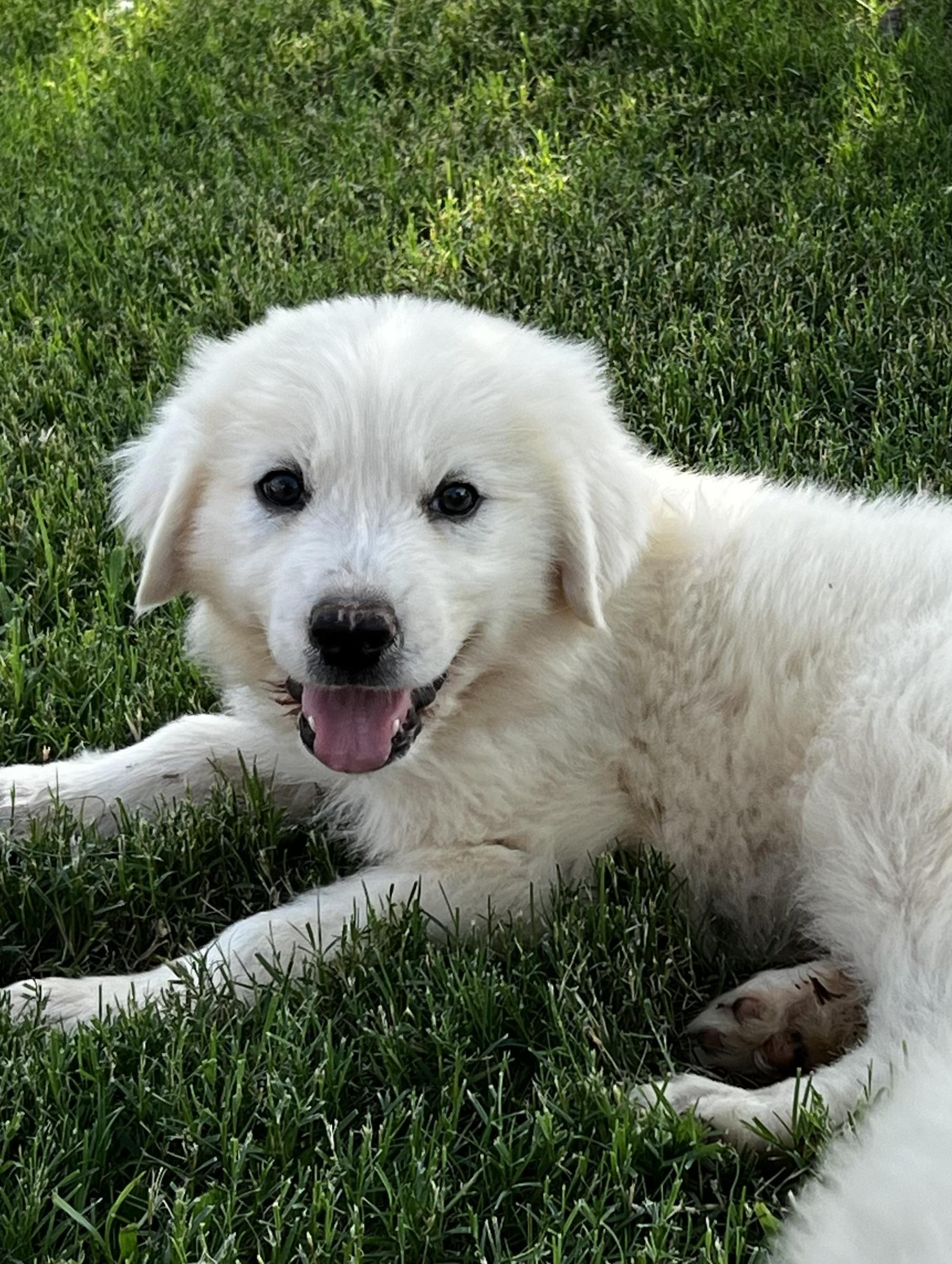 Enlarge Bam Bam, a ADOPTABLE mixed breed in Argyle, TX image 3/5
