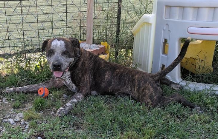 Apache, Adoptable, Young Male Cattle Dog & Pit Bull Terrier.