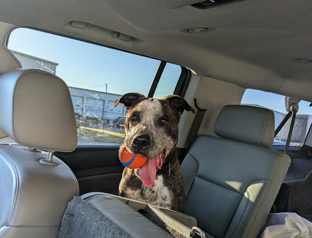 Enlarge Apache, a Adoptable mixed breed in TULSA, OK image 2/5