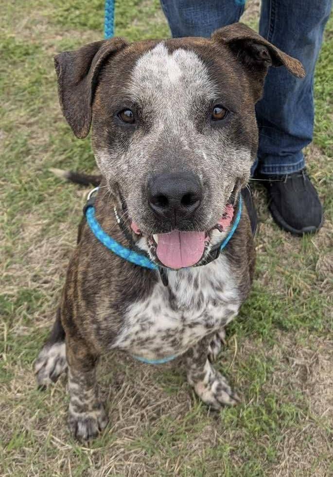 Enlarge Apache, a Adoptable mixed breed in TULSA, OK image 3/5