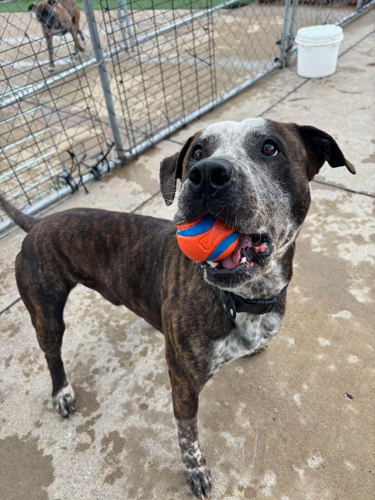 Enlarge Apache, a Adoptable mixed breed in TULSA, OK image 4/5