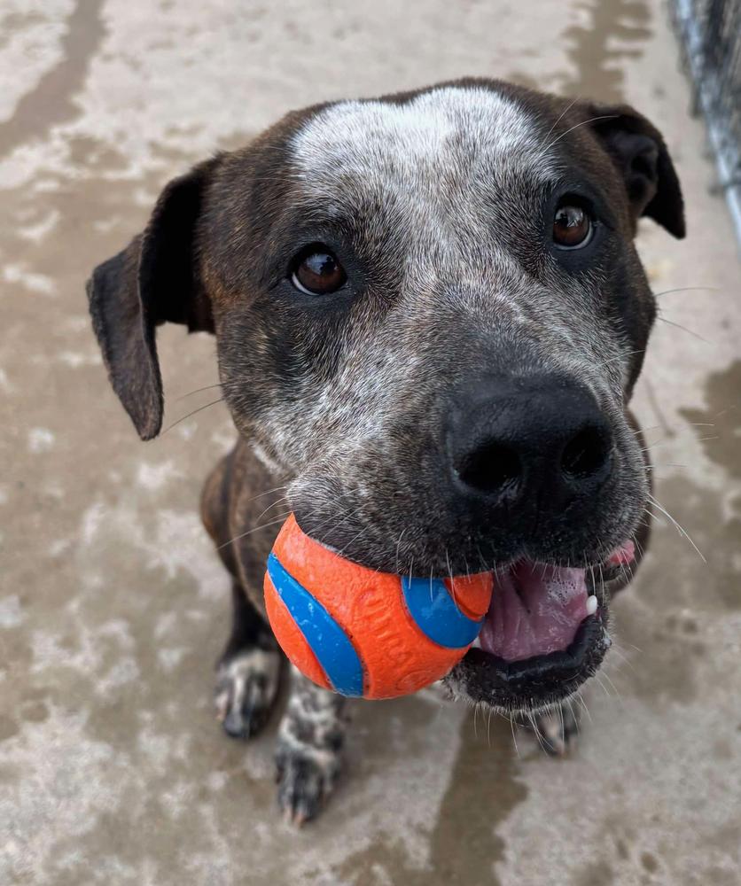 Enlarge Apache, a Adoptable mixed breed in TULSA, OK image 5/5