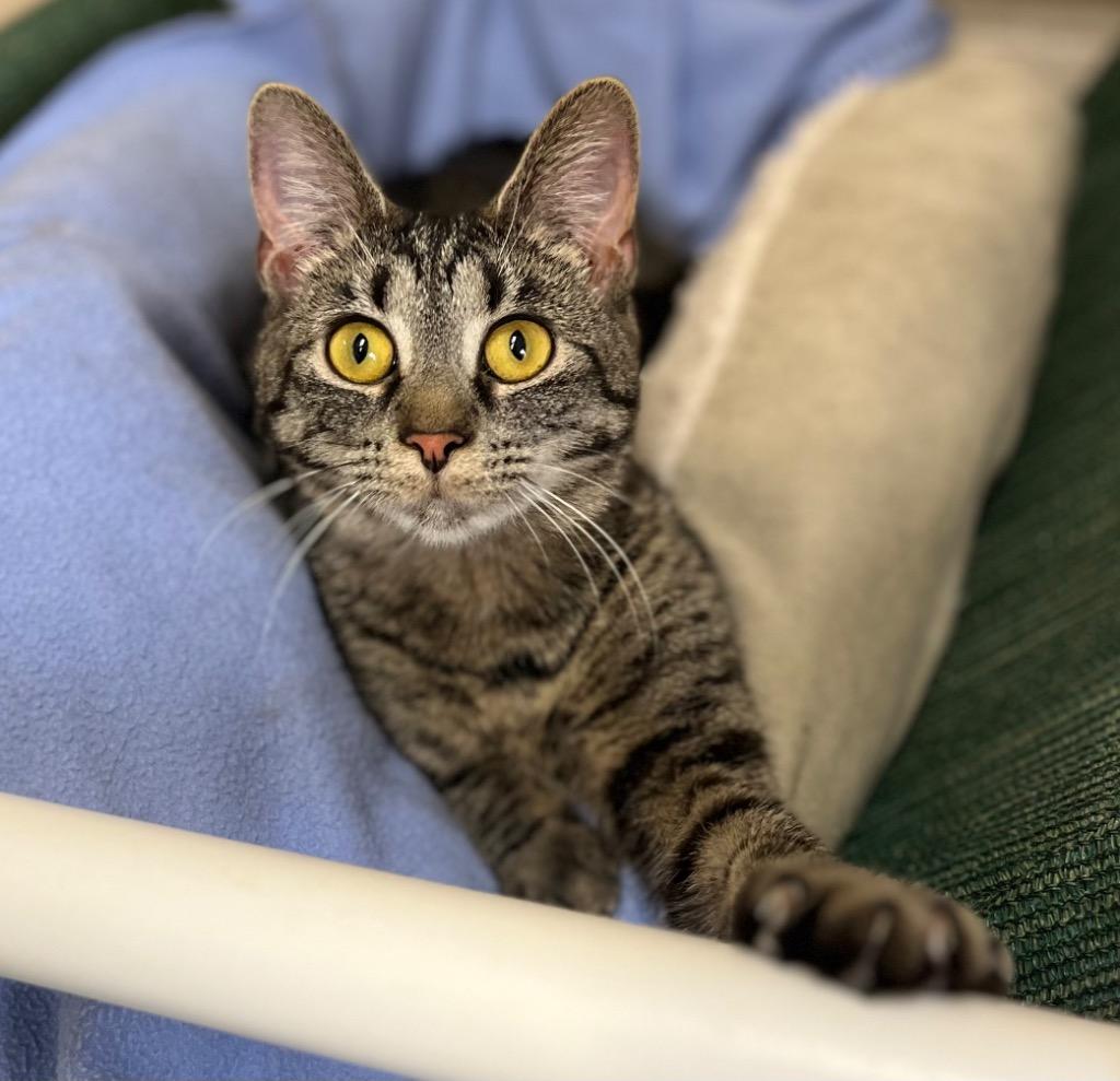 Ivanna, a Adoptable mixed breed in Lima, OH image 1/3