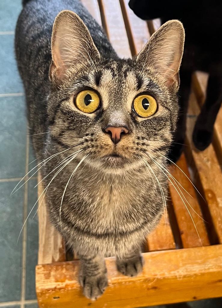 Ivanna, Adoptable, Young Female Domestic Short Hair.