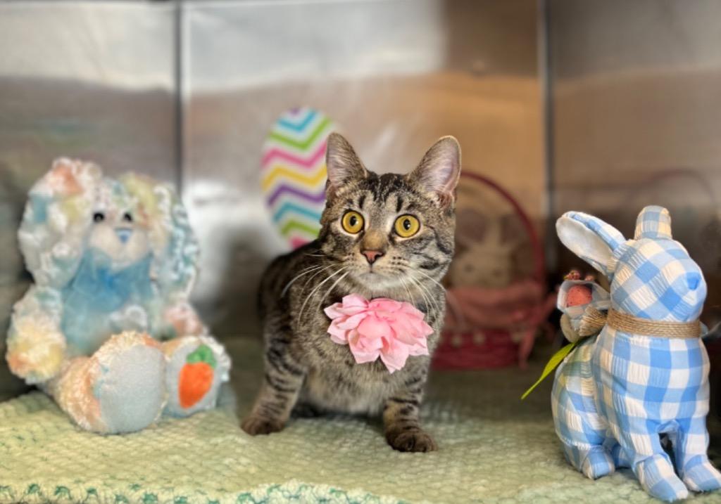 Enlarge Ivanna, a Adoptable mixed breed in Lima, OH image 3/3