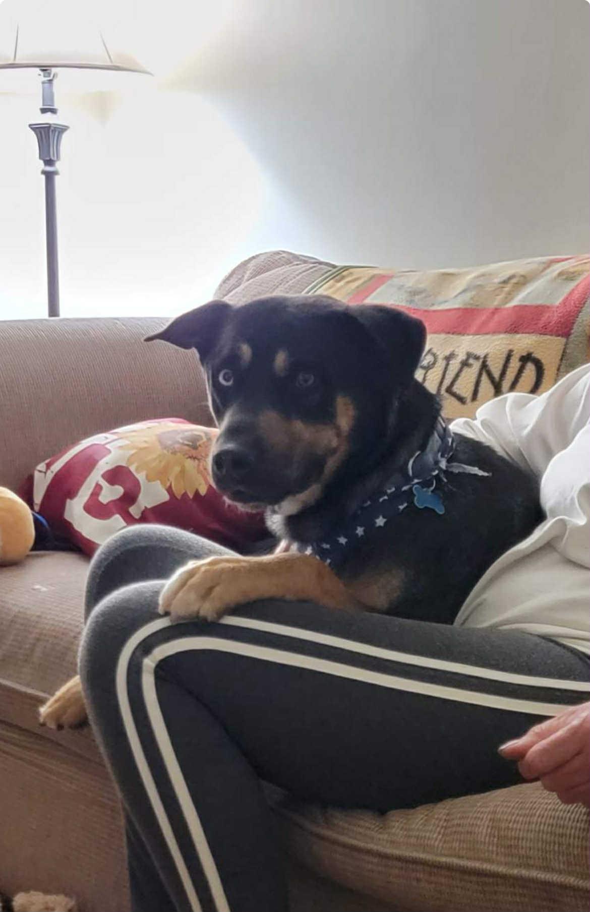 Ghost, Adoptable, Adult Male Shepherd.