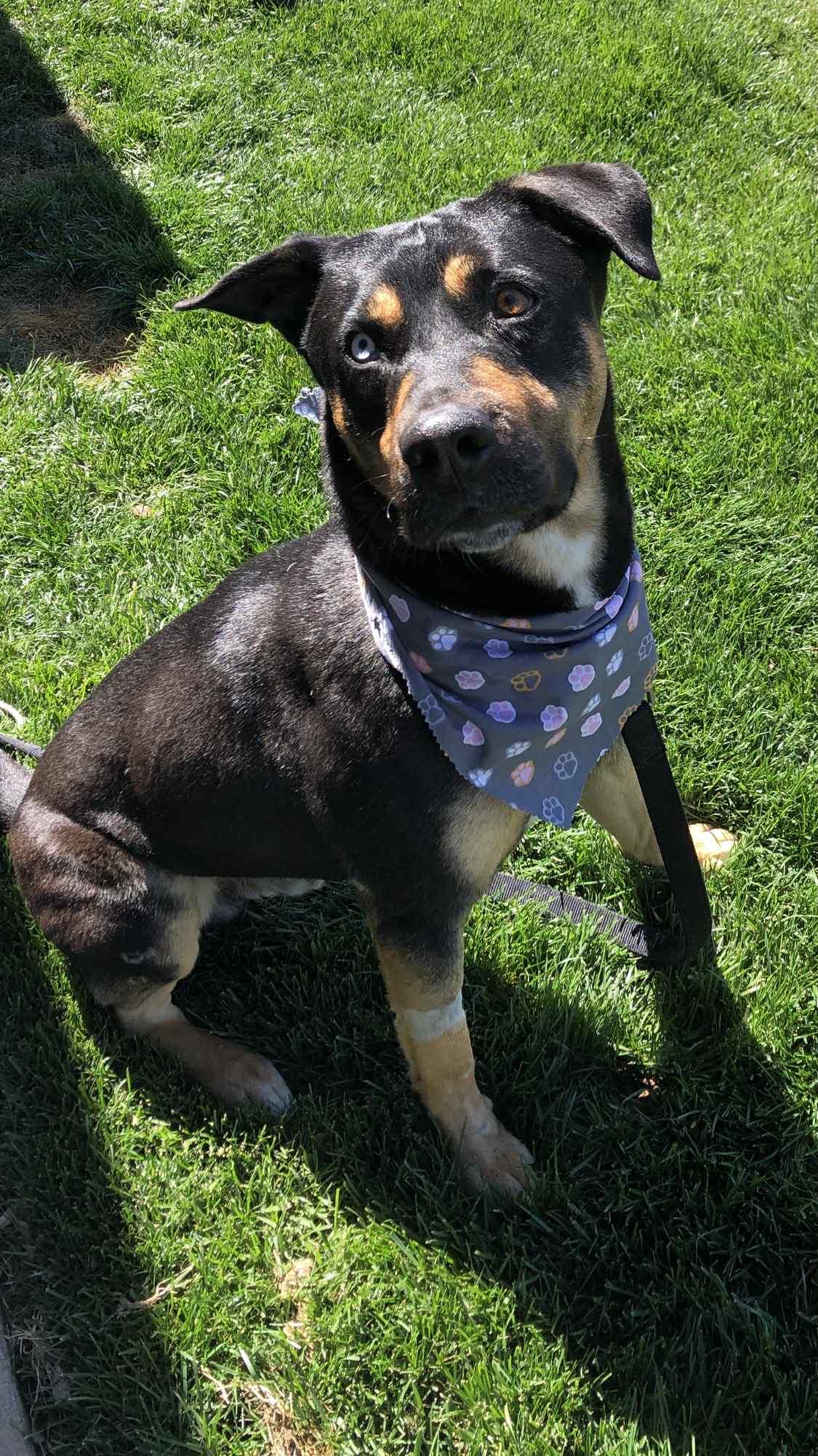 Enlarge Ghost, a Adoptable Shepherd in Mentone, CA image 2/2