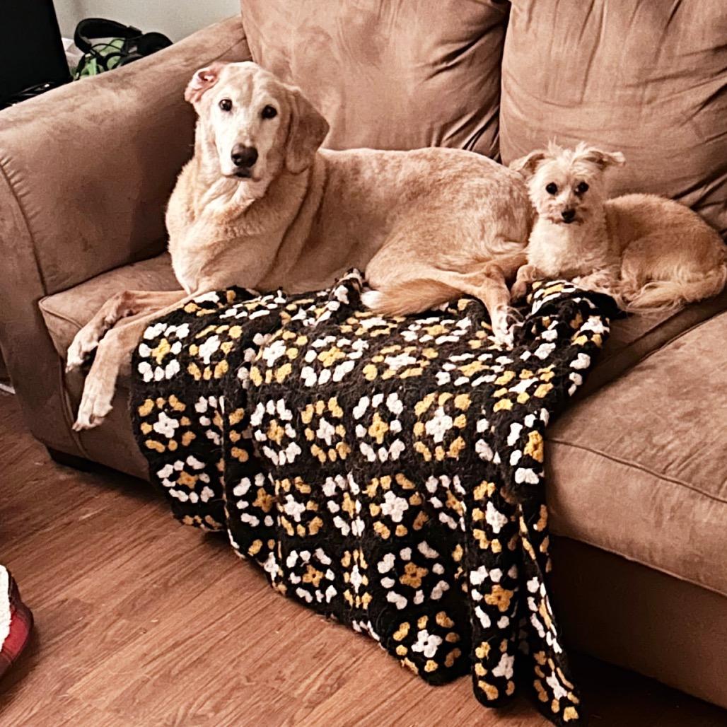 BONDED PAIR-Rodie and Honey, Adoptable, Senior Male Hound & Labrador Retriever.