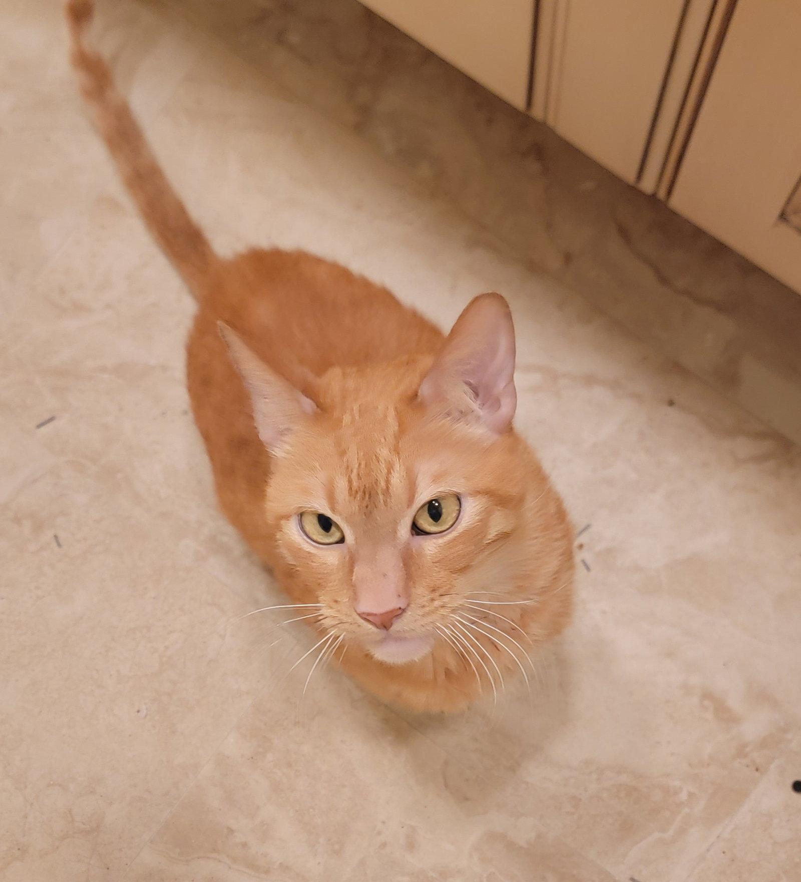 Bosley, Adoptable, Senior Male Domestic Short Hair.