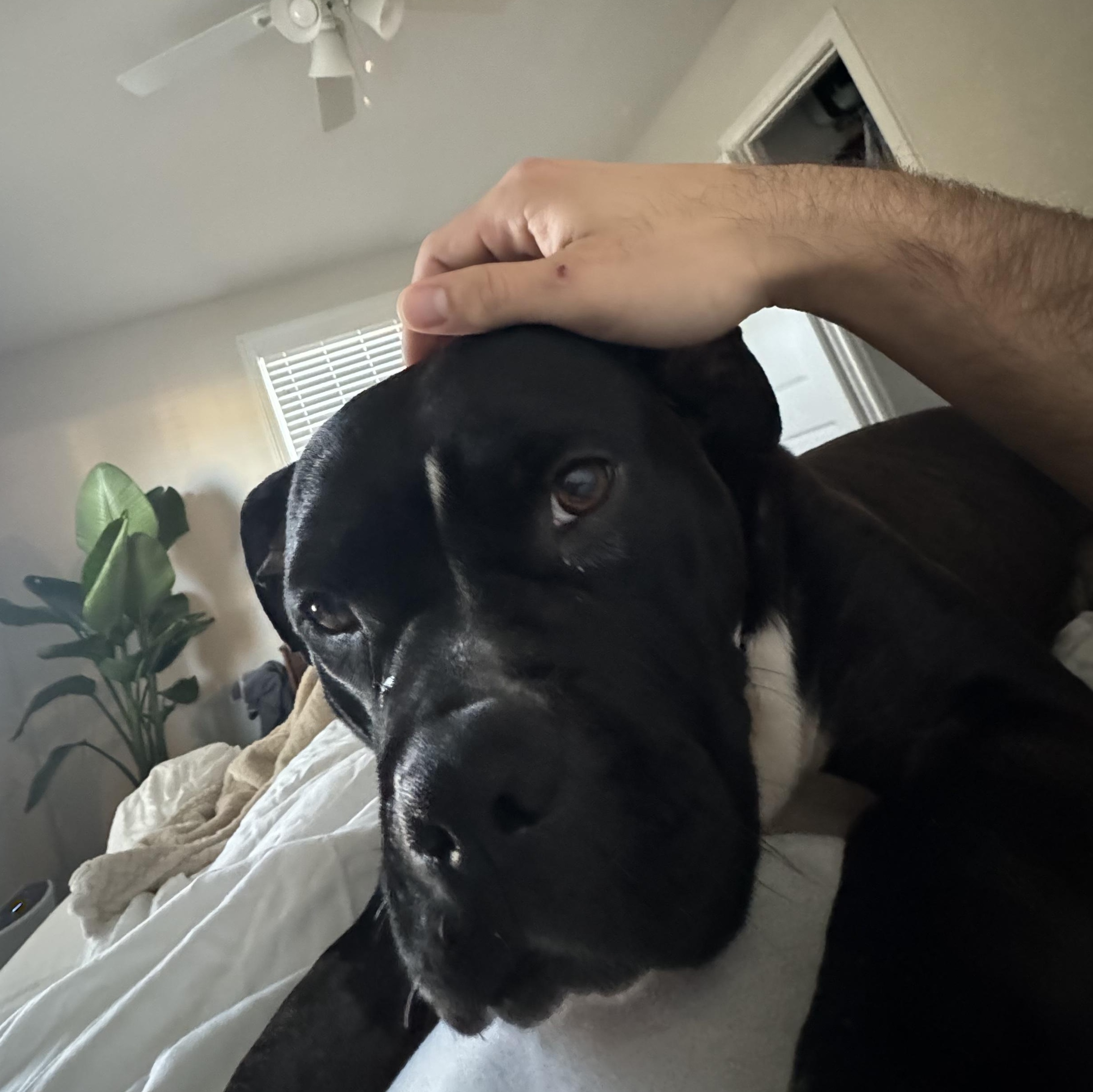 Enlarge Wednesday, a Adoptable Pit Bull Terrier in Richmond, VA image 4/6