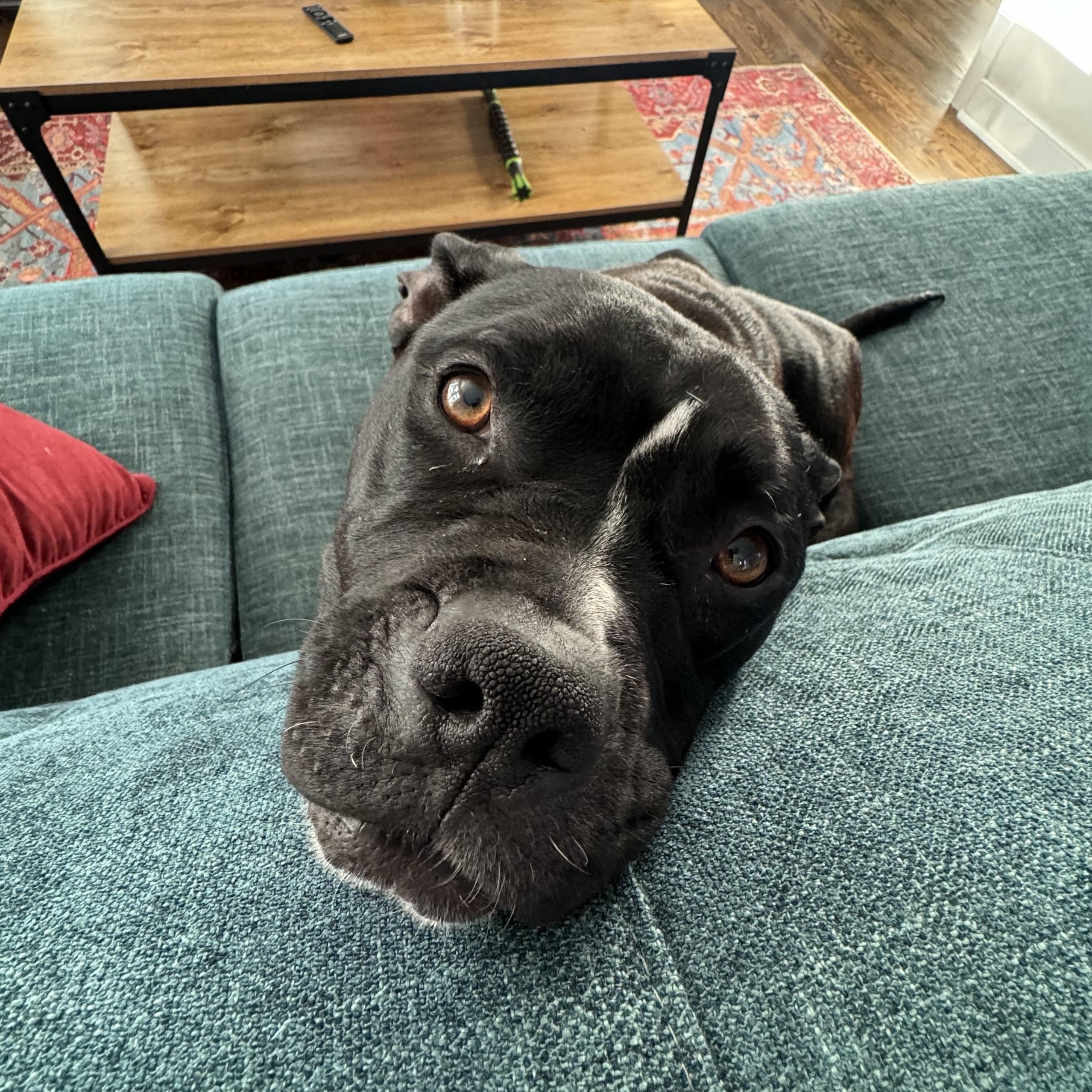 Enlarge Wednesday, a Adoptable Pit Bull Terrier in Richmond, VA image 2/6