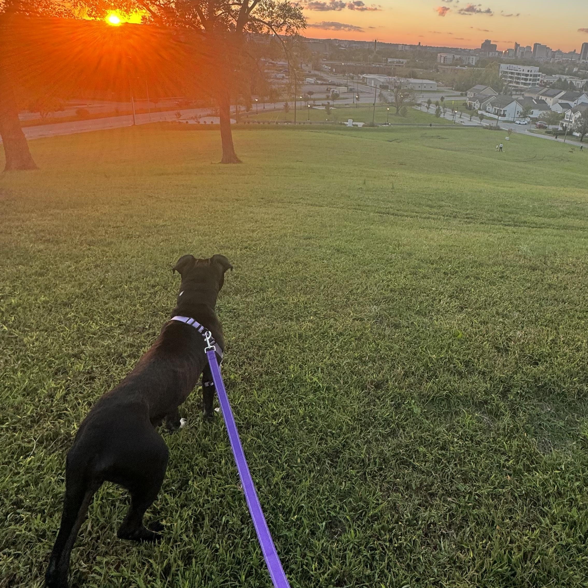 Enlarge Wednesday, a Adoptable Pit Bull Terrier in Richmond, VA image 6/6