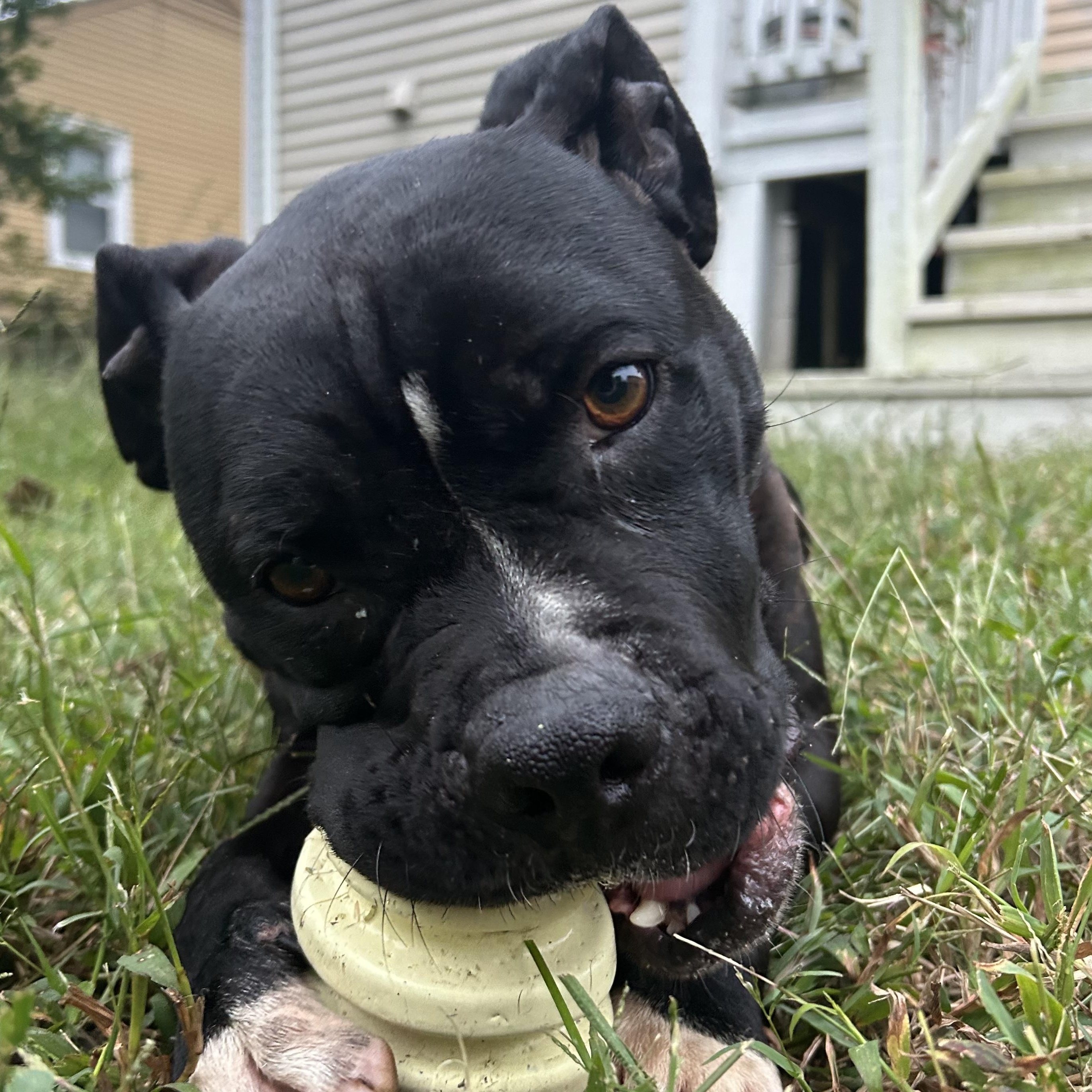 Enlarge Wednesday, a Adoptable Pit Bull Terrier in Richmond, VA image 1/6