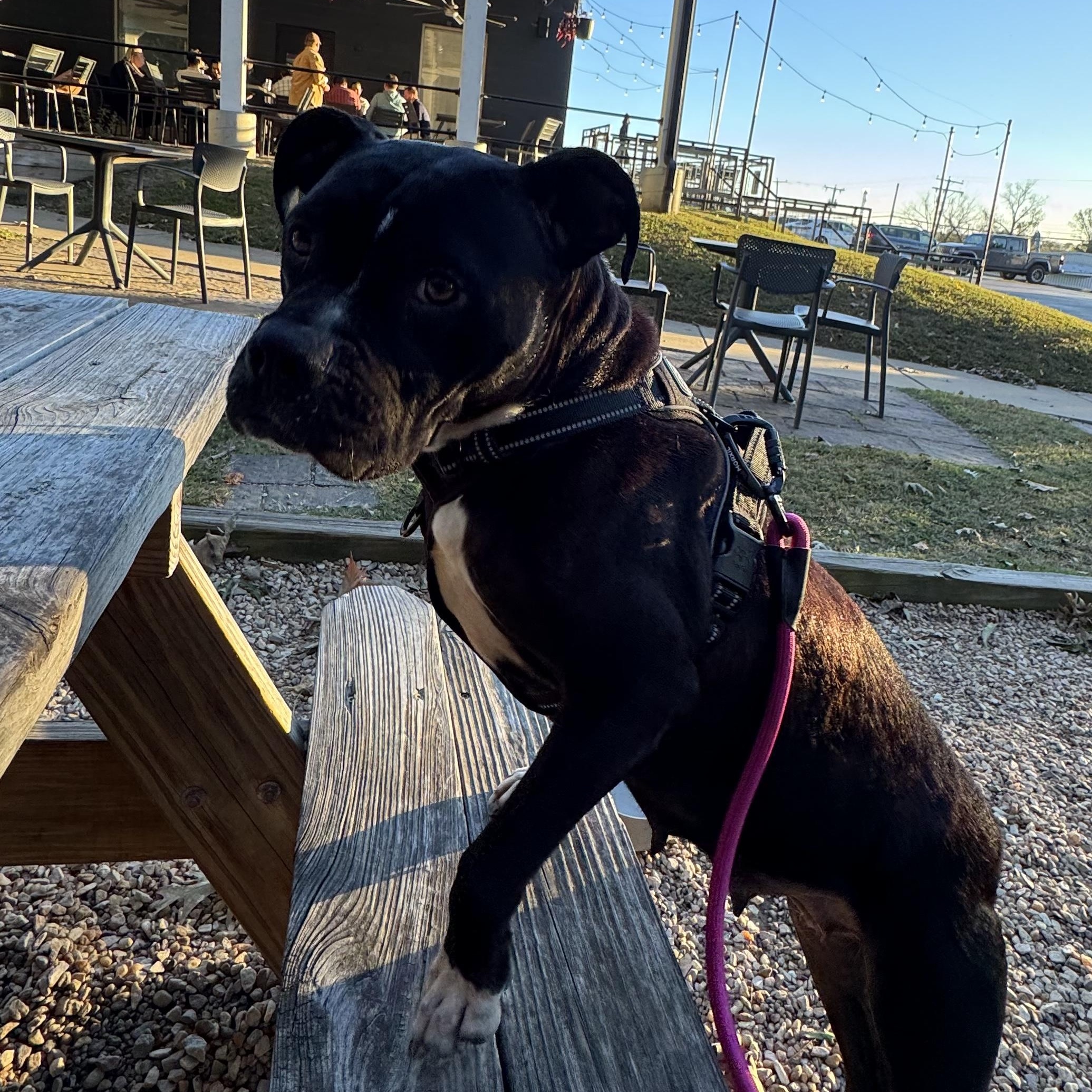 Enlarge Wednesday, a Adoptable Pit Bull Terrier in Richmond, VA image 5/6