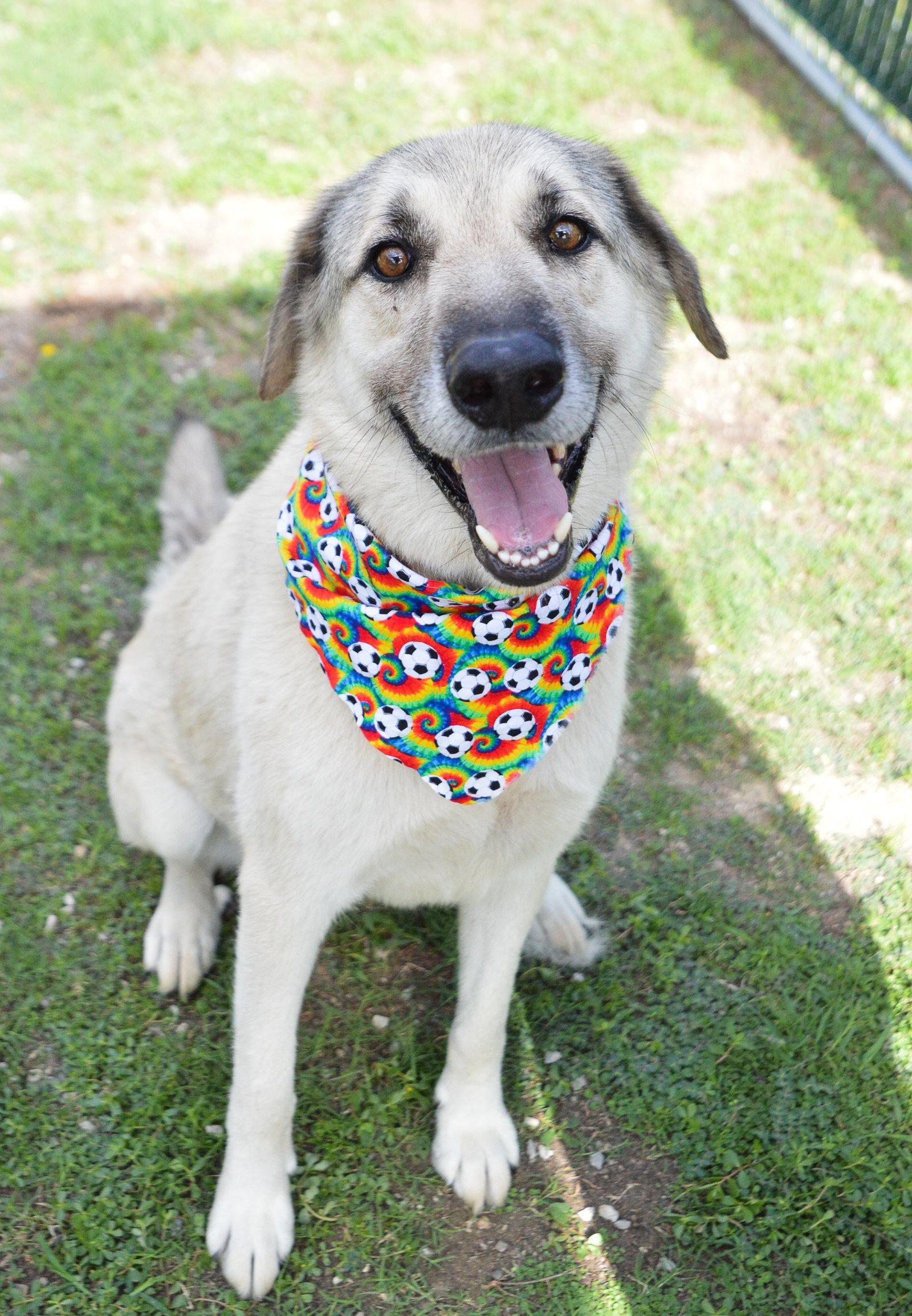 Kiko, a Adoptable Great Pyrenees in McKinney, TX image 1/3