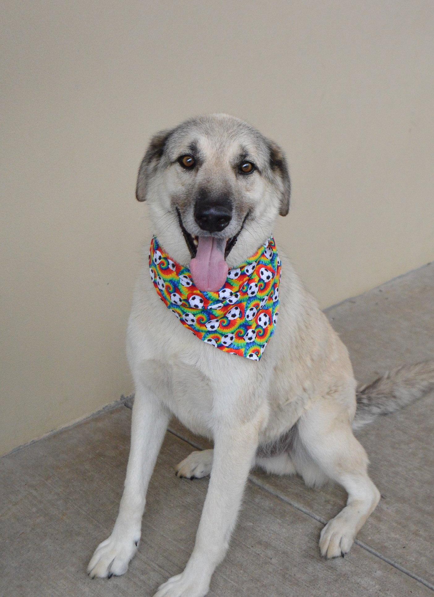 Kiko, a Adoptable Great Pyrenees in McKinney, TX image 2/3