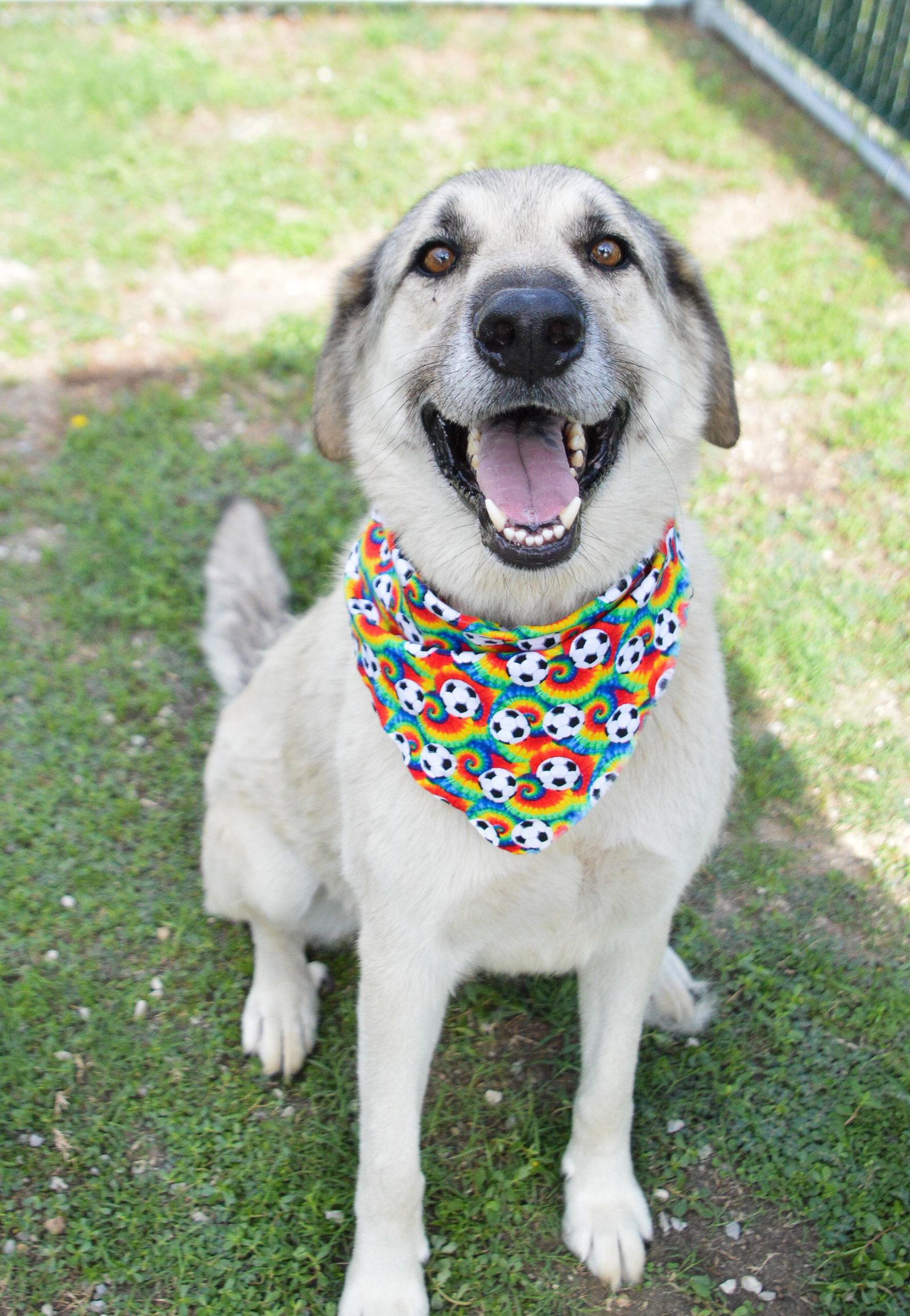 Kiko, a Adoptable Great Pyrenees in McKinney, TX image 3/3