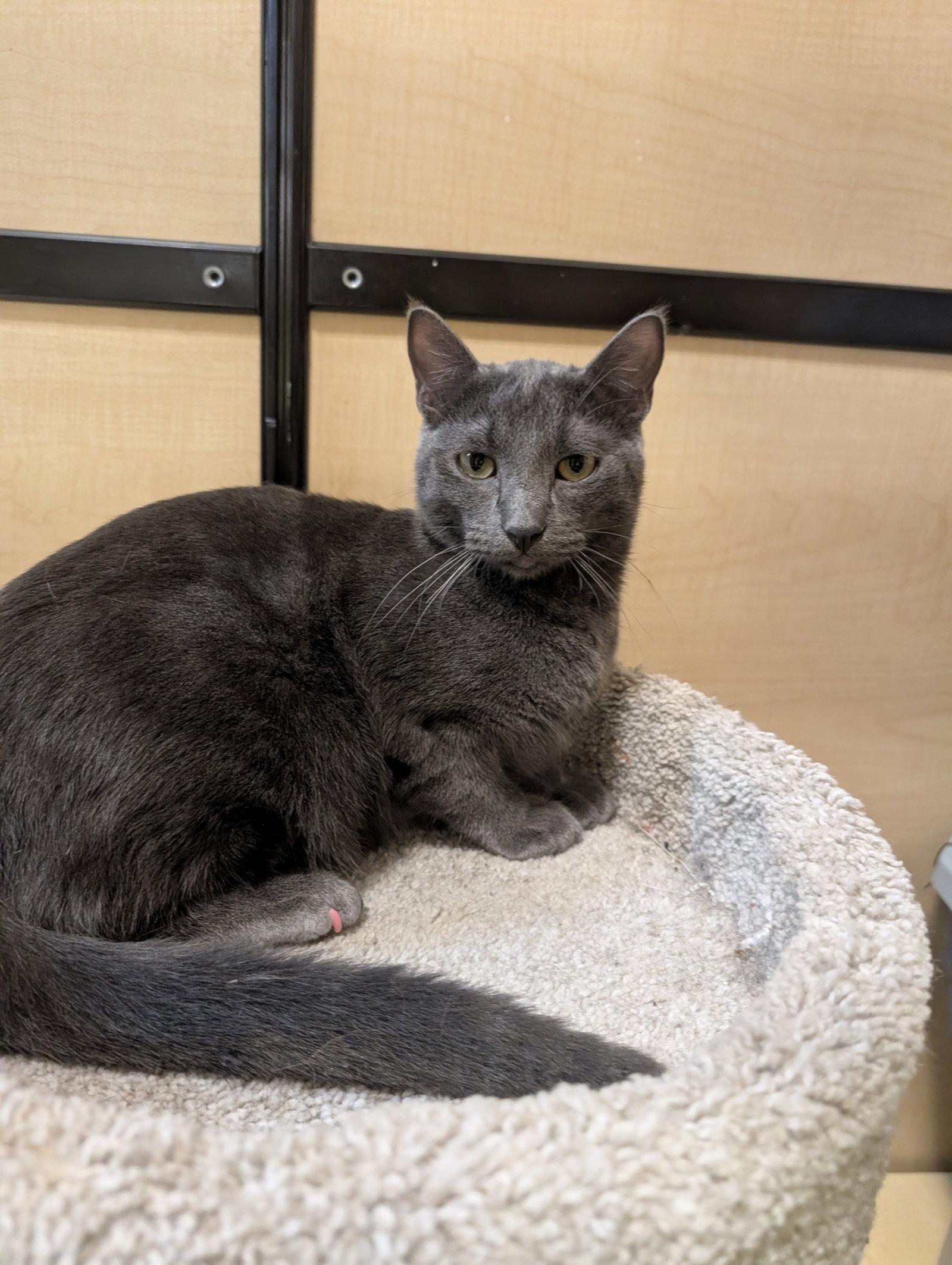Manny, Adoptable, Young Male Domestic Medium Hair.