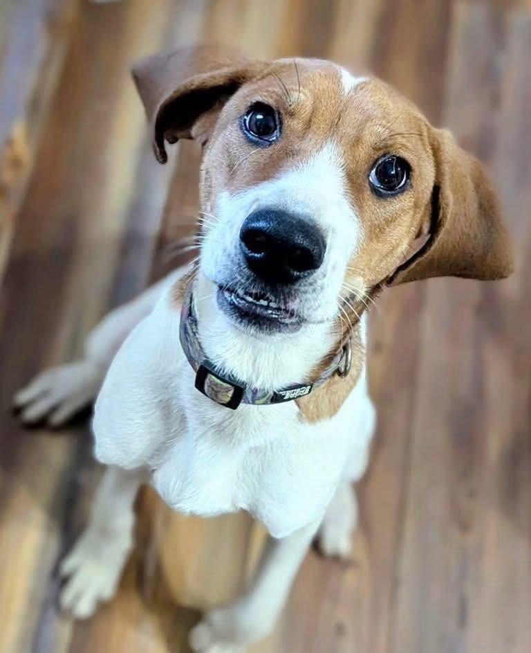 Arrow, Adoptable, Young Male Beagle.