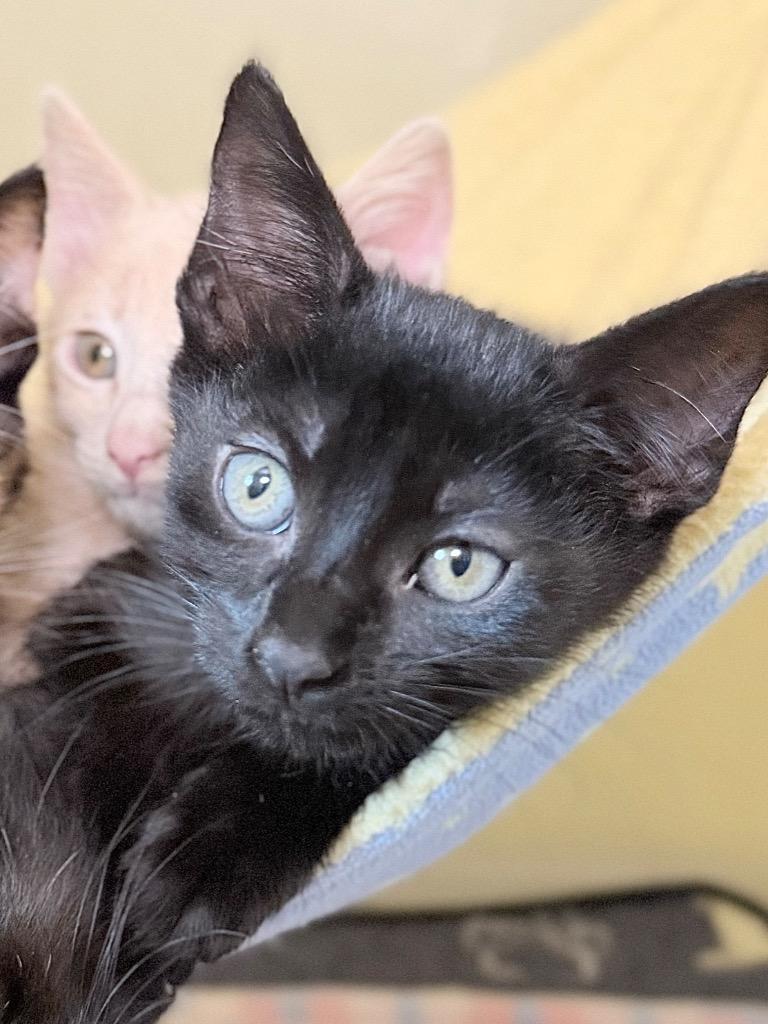Sharpie, Adoptable, Kitten Female Domestic Short Hair.