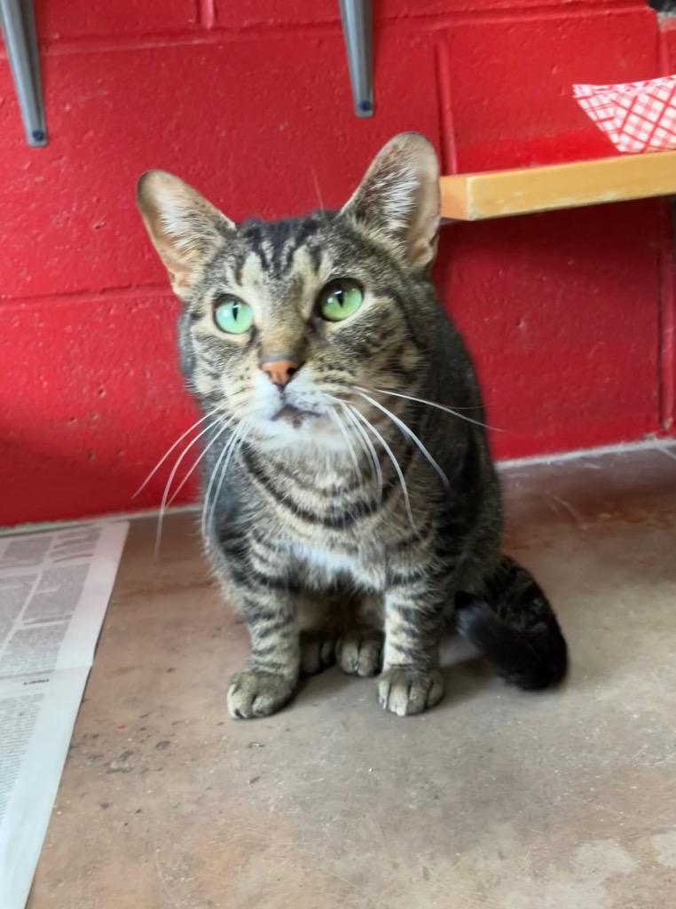 Calendula thumbnail 3