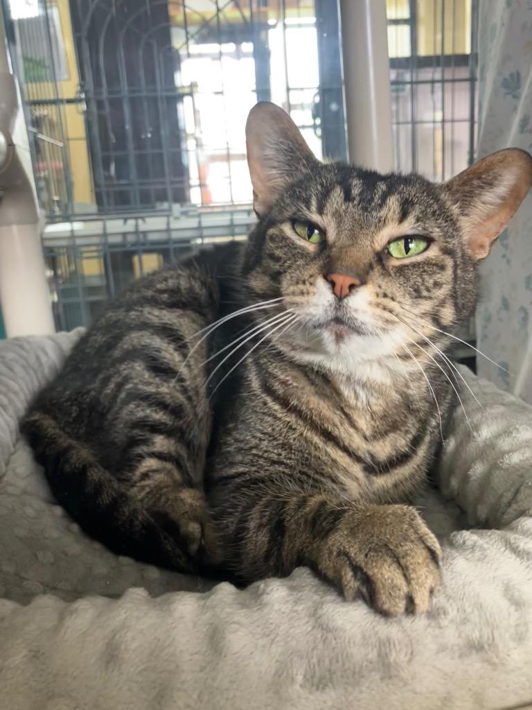 Calendula, Adoptable, Adult Female Domestic Short Hair.