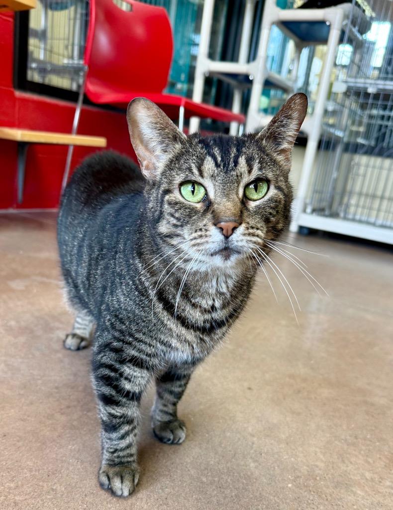 Calendula, a Adoptable mixed breed in Cincinnati, OH image 2/6