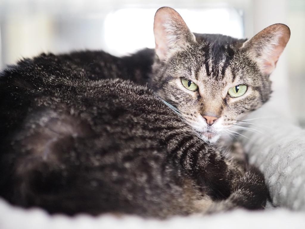 Calendula, a Adoptable mixed breed in Cincinnati, OH image 3/6