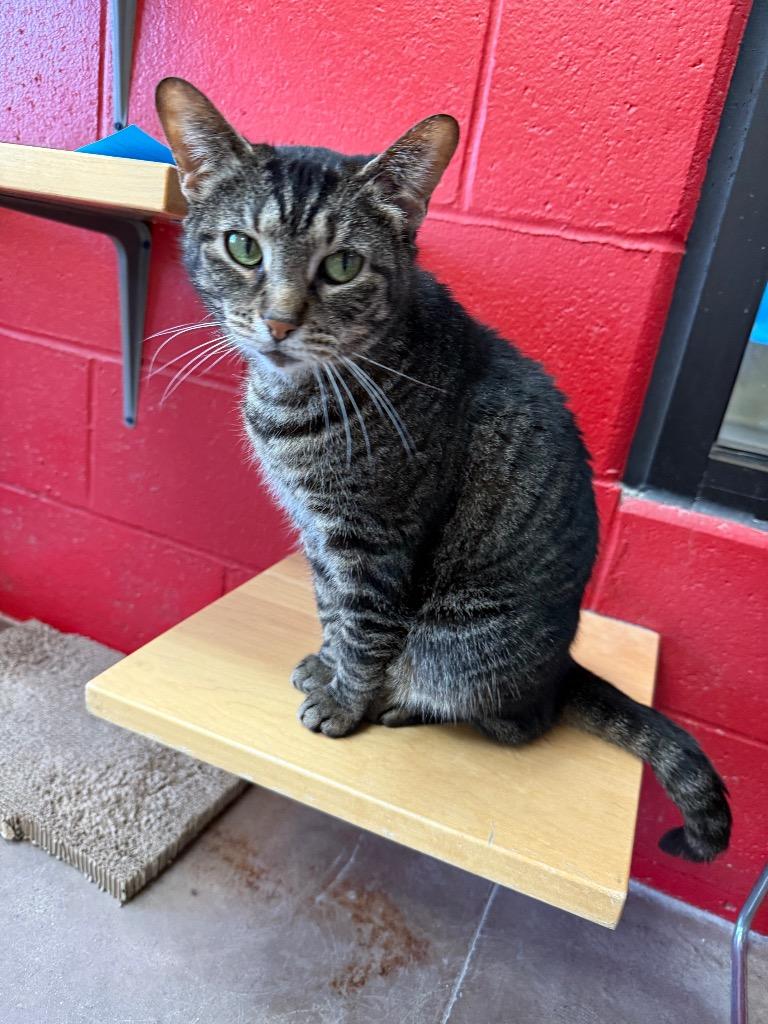 Calendula, a Adoptable mixed breed in Cincinnati, OH image 4/6