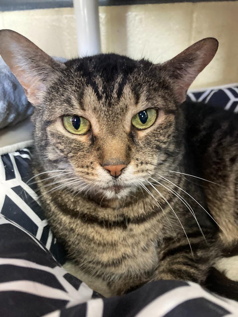 Calendula, a Adoptable mixed breed in Cincinnati, OH image 6/6