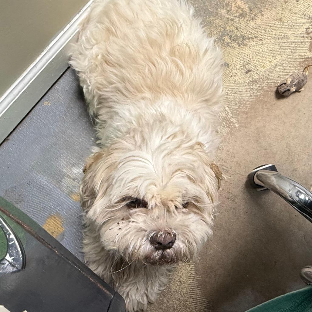 D23-143 Milo, Adoptable, Senior Male Lhasa Apso & Shih Tzu.