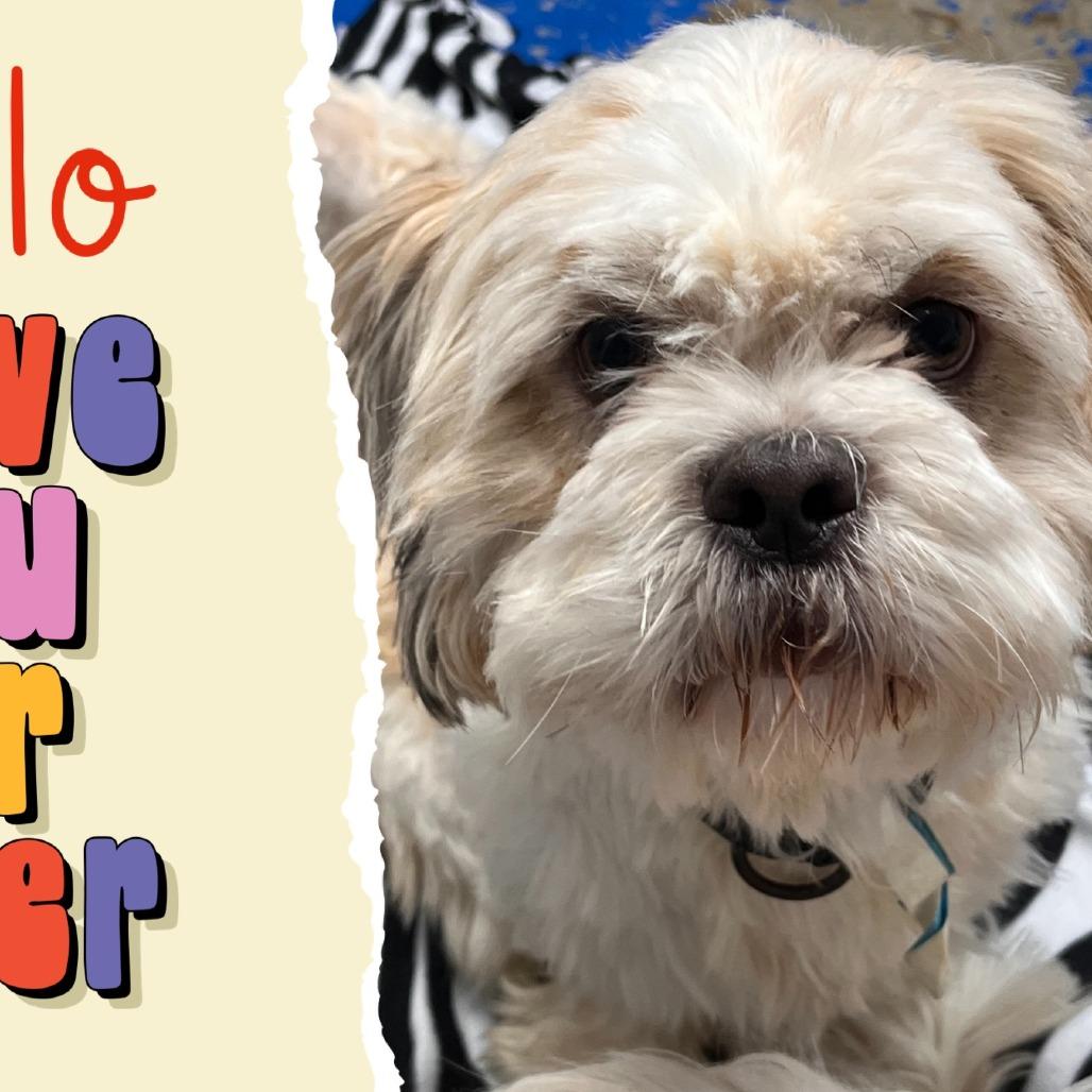 D23-143 Milo, a Adoptable mixed breed in Franklin, PA image 2/3