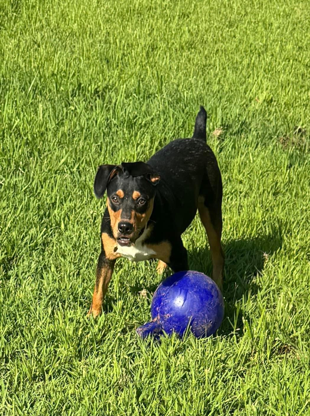 Jagger, Adult Male Rottweiler