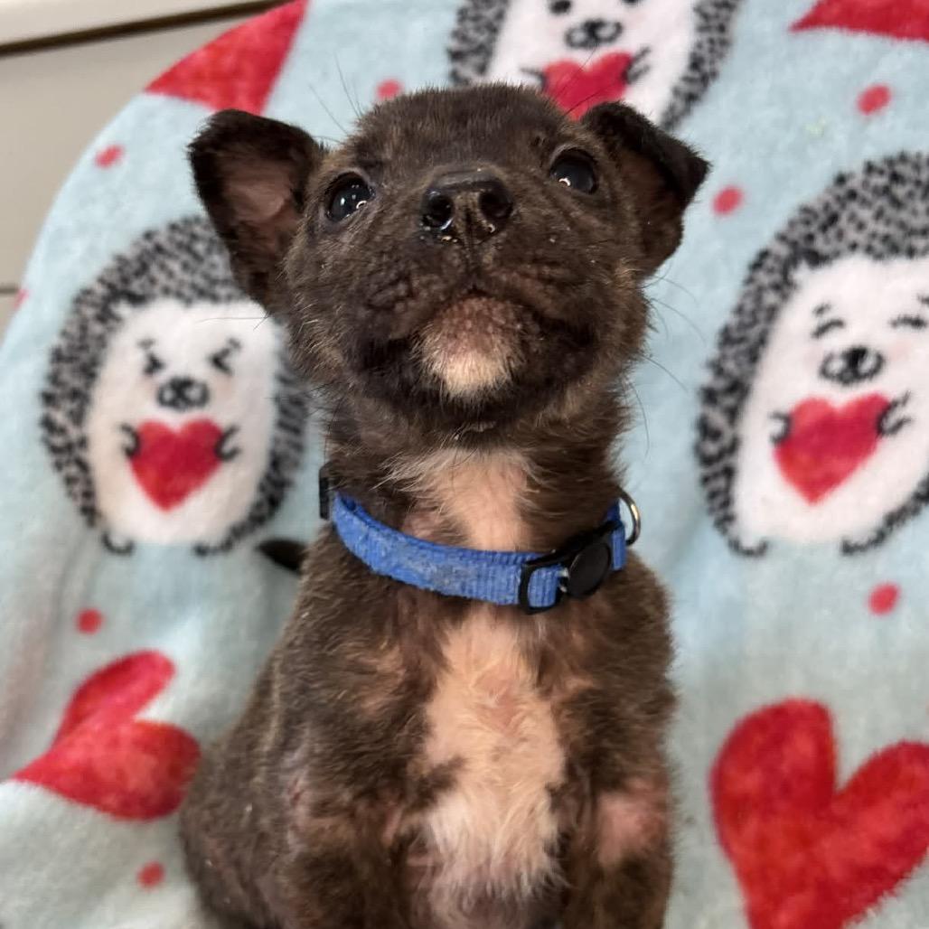 DimSum — thumbnail 2