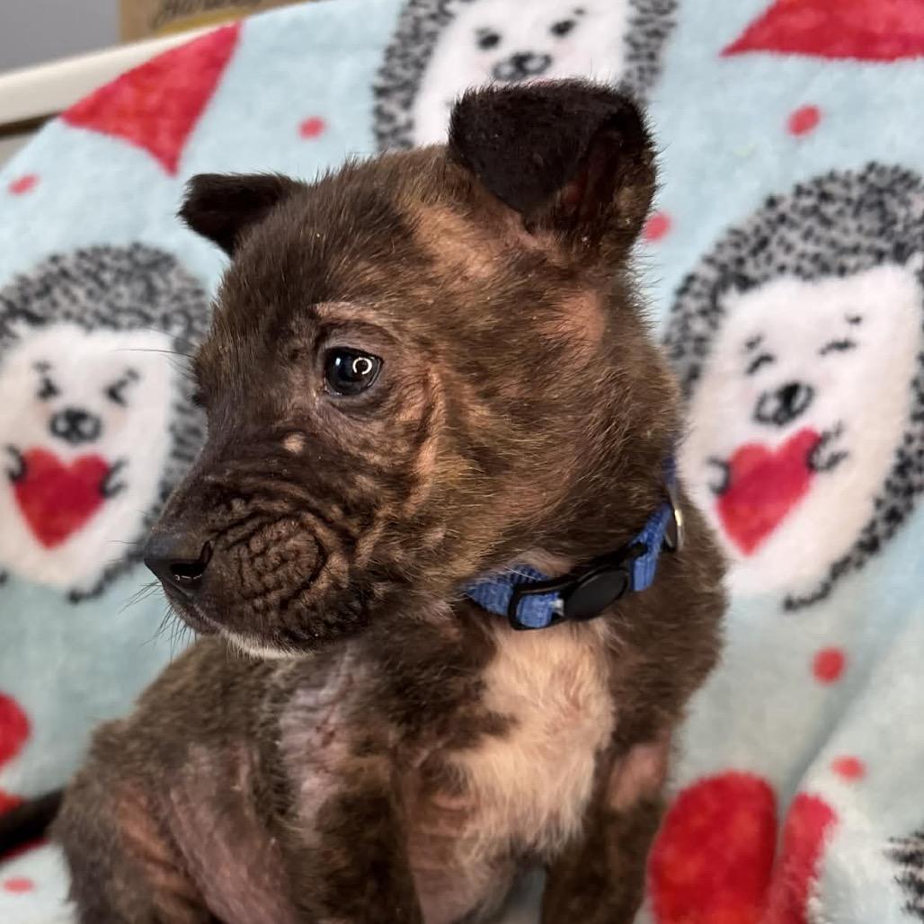 DimSum — thumbnail 3