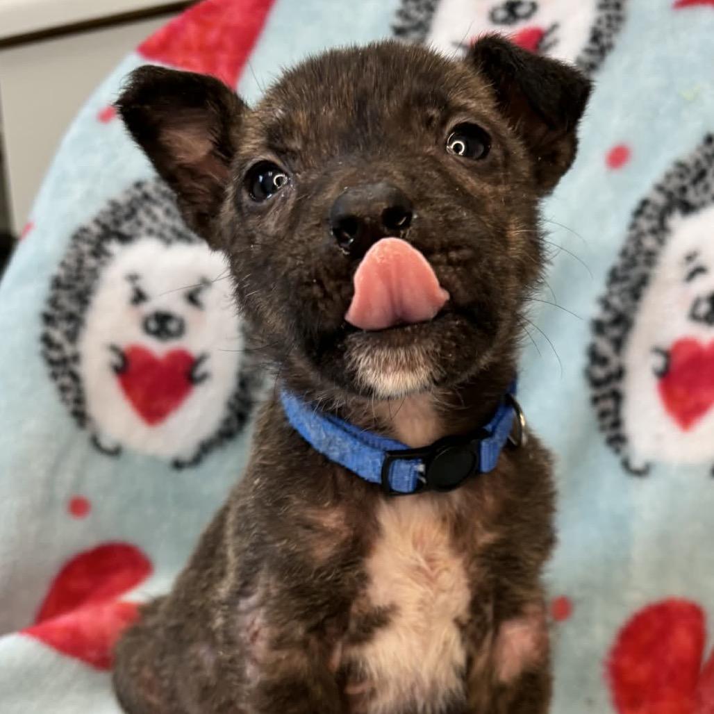 DimSum — thumbnail 4