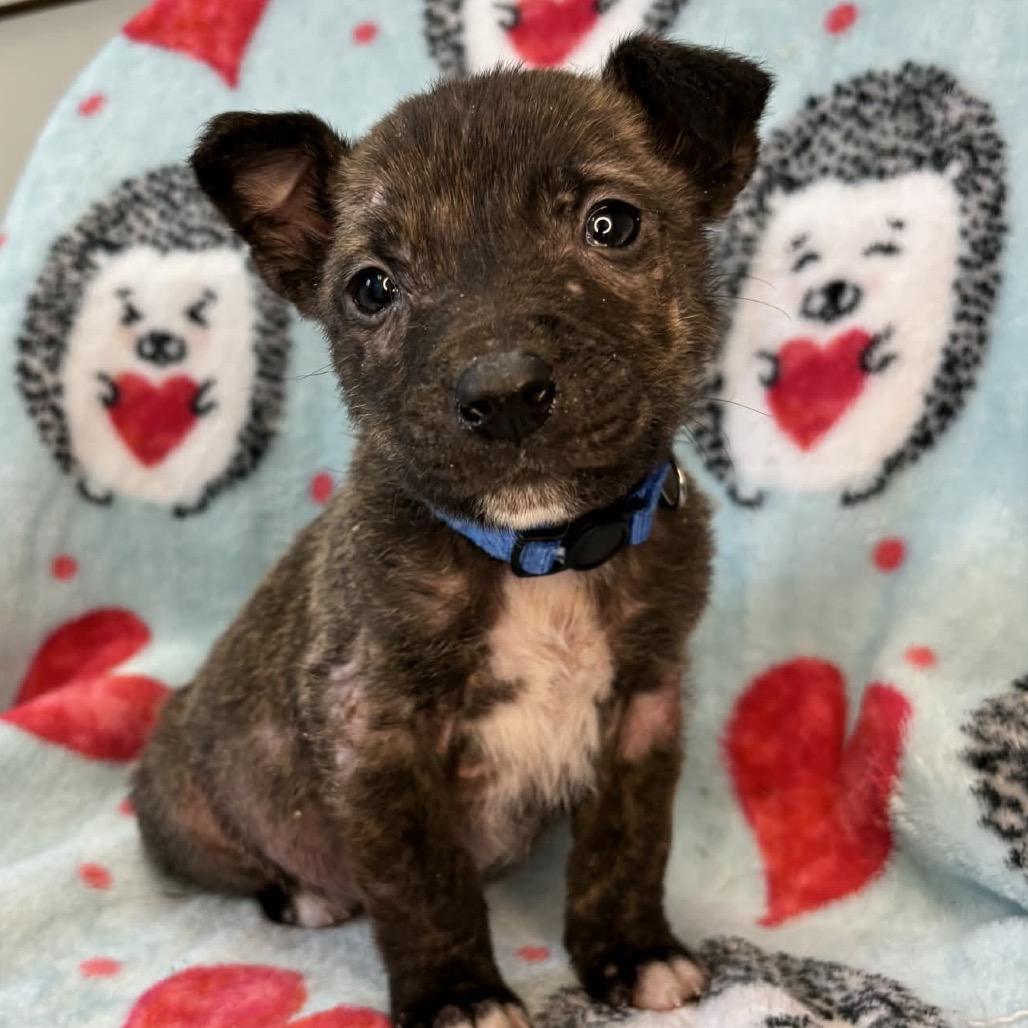 DimSum — thumbnail 5