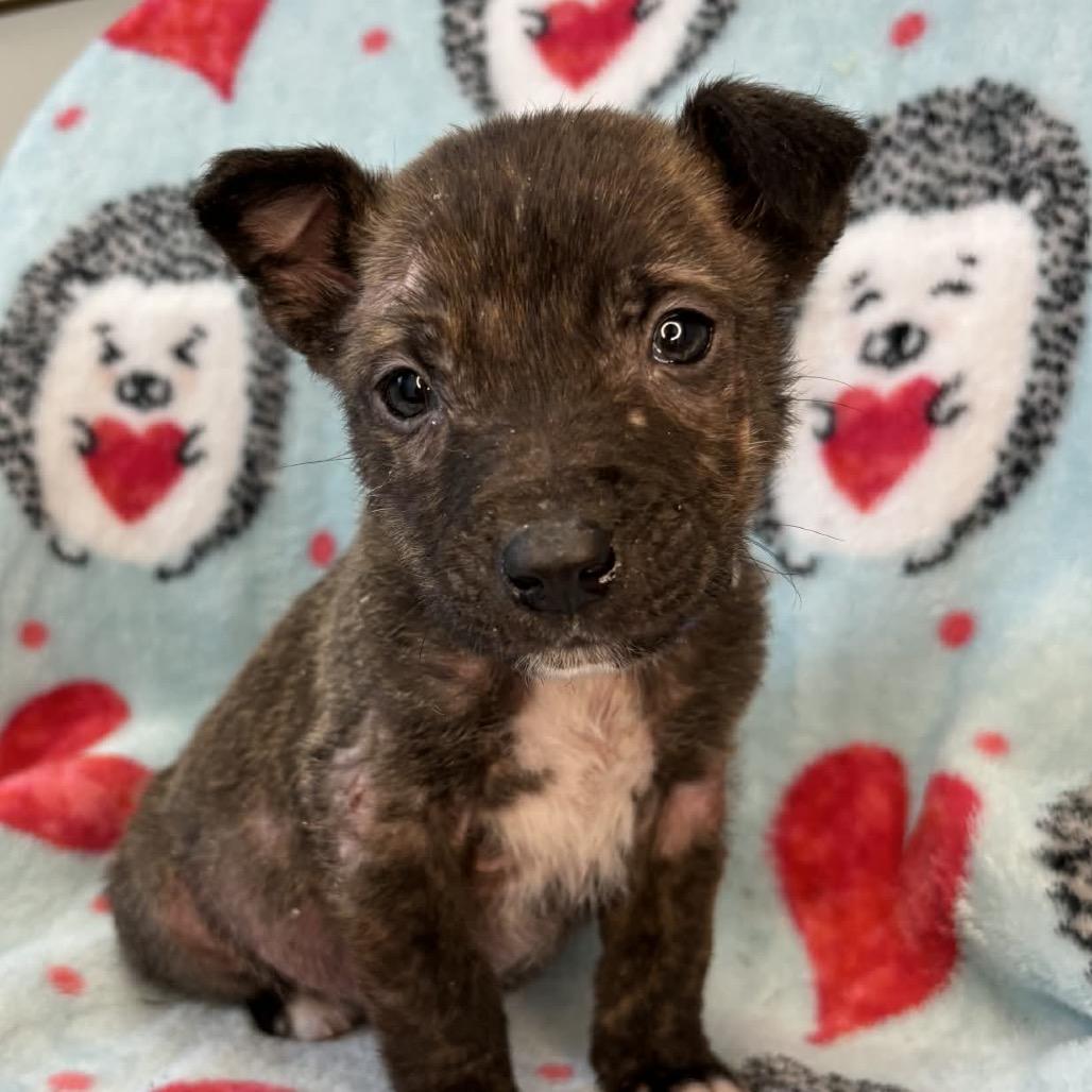 DimSum — thumbnail 6