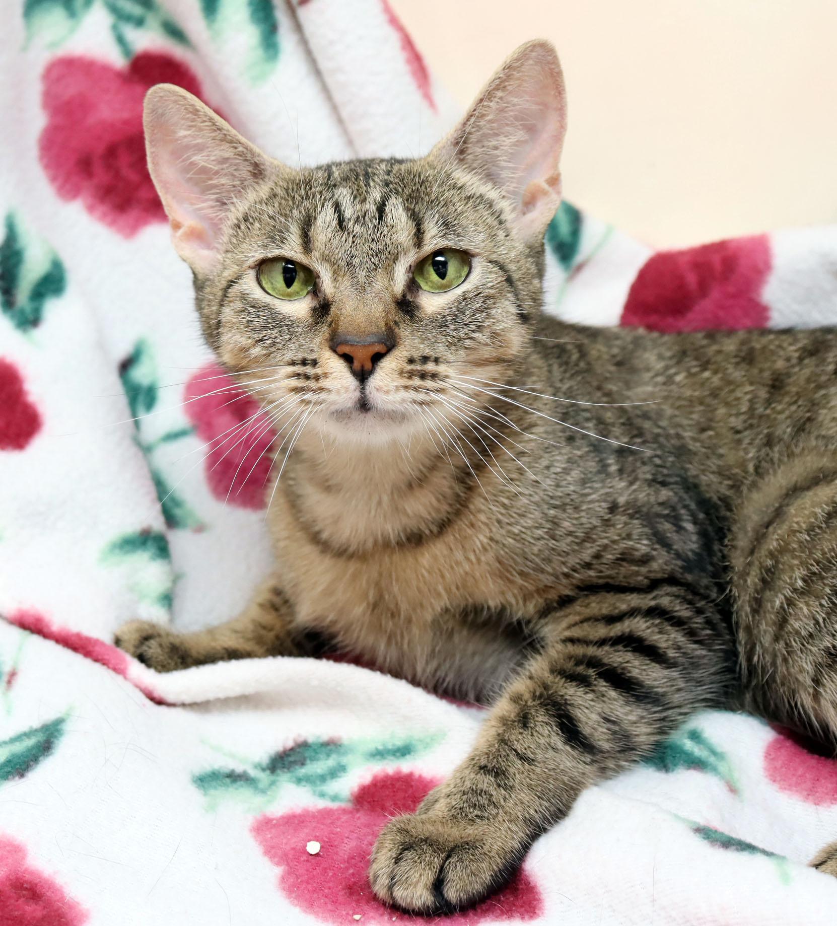 Enlarge Chicory, a Adoptable Domestic Short Hair in Tierra Verde, FL image 1/3