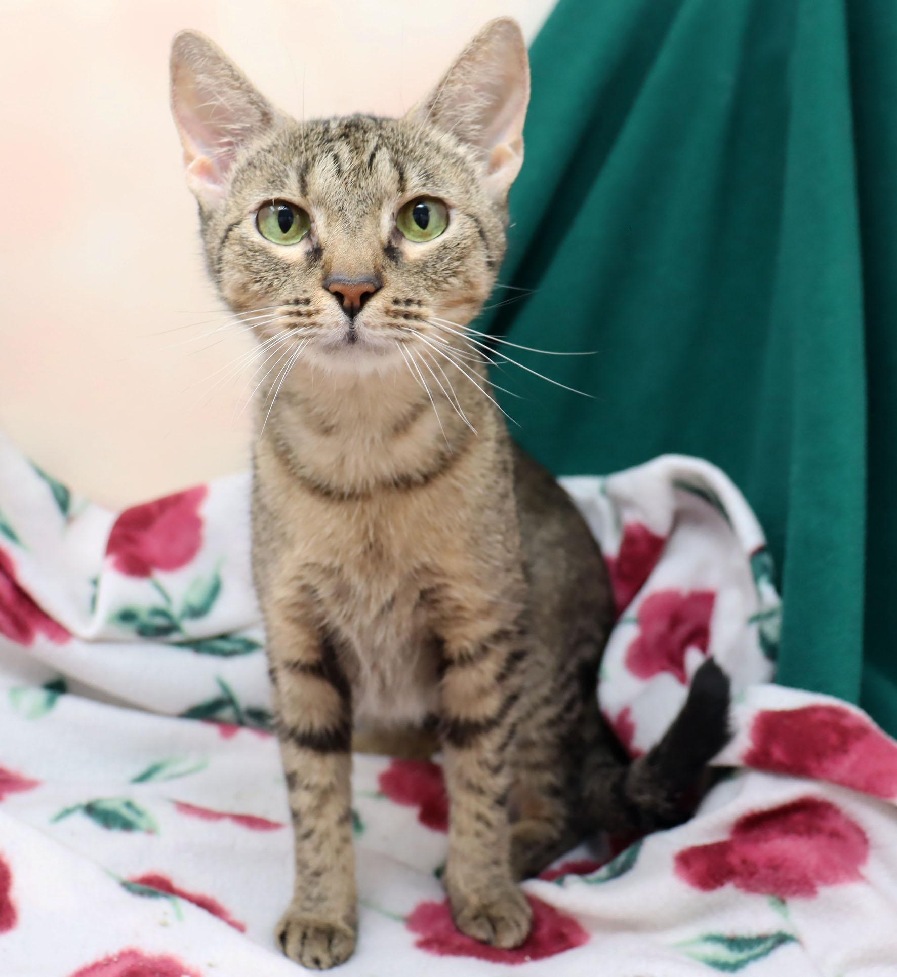 Enlarge Chicory, a Adoptable Domestic Short Hair in Tierra Verde, FL image 2/3