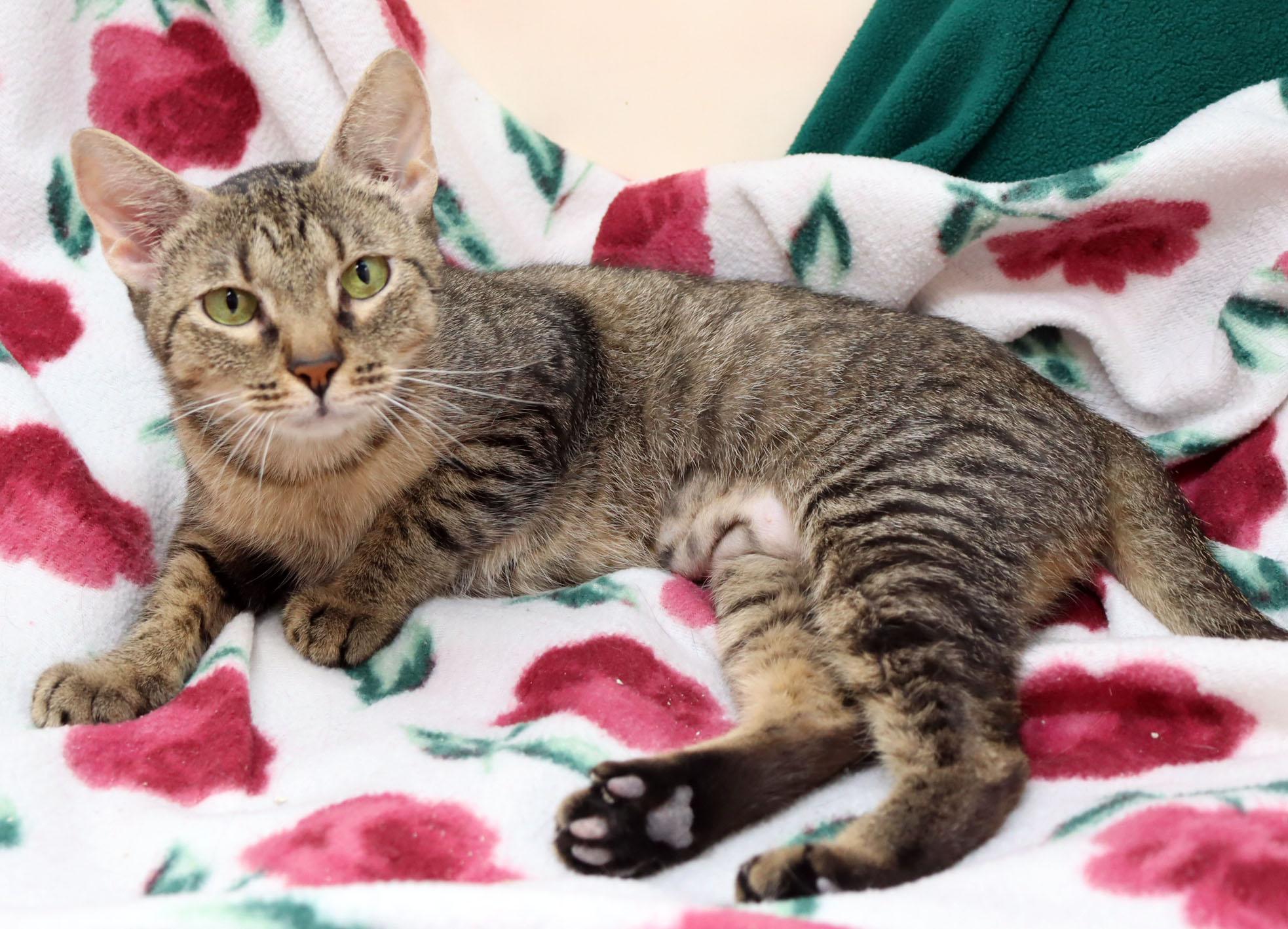 Chicory, Adoptable, Adult Female Domestic Short Hair.