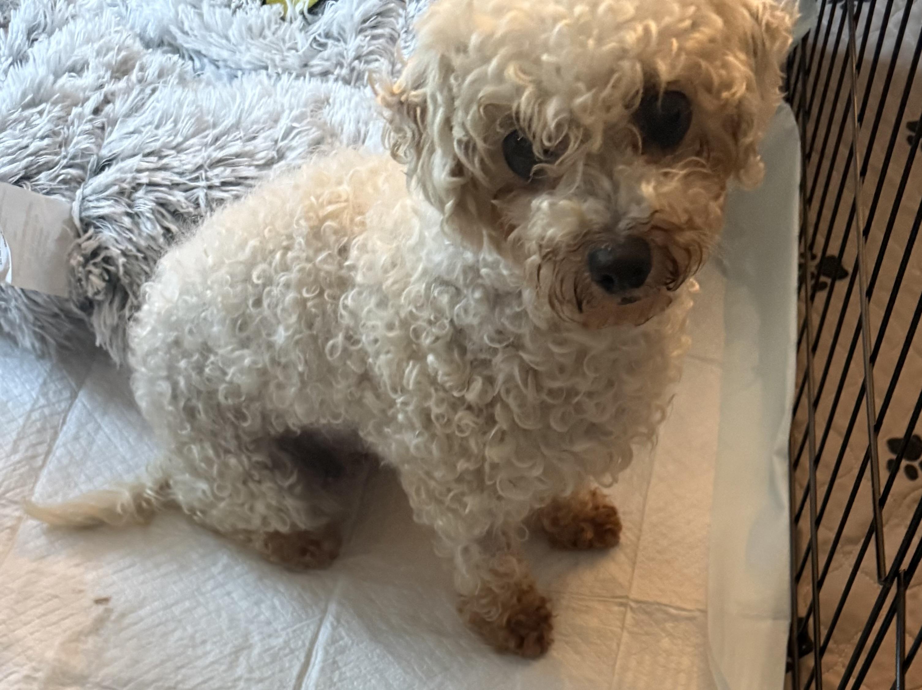 Kiwi, a ADOPTABLE Bichon Frise in North Tonawanda, NY image 2/2